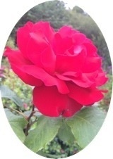 1480-rose Didier